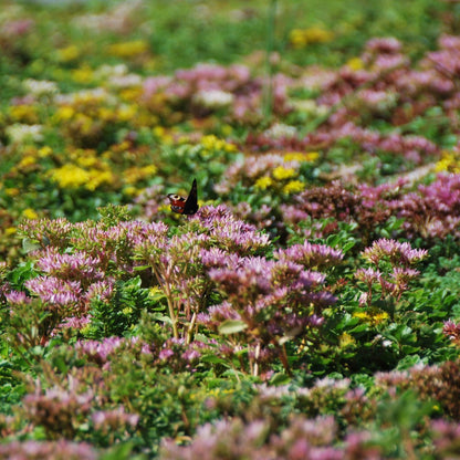 sedum kassetten, sedum dachbegrünung, dachbegrünung kassetten, dach begrünt, sedum für dachbegrünung, extensives gründach, sedum dach, dach begrünung, sedum kassetten leicht dachbegrünung sedum, grünes dach